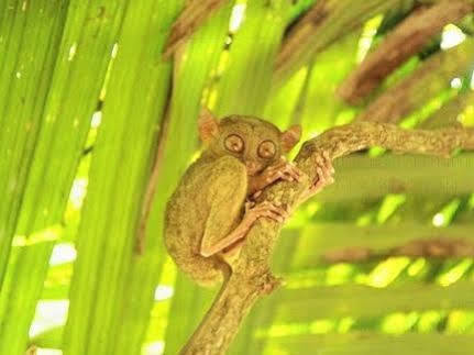 Bohol Pamilacan Island Tourist Inn And Restaurant מראה חיצוני תמונה