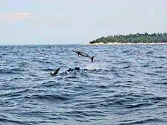 Bohol Pamilacan Island Tourist Inn And Restaurant מראה חיצוני תמונה
